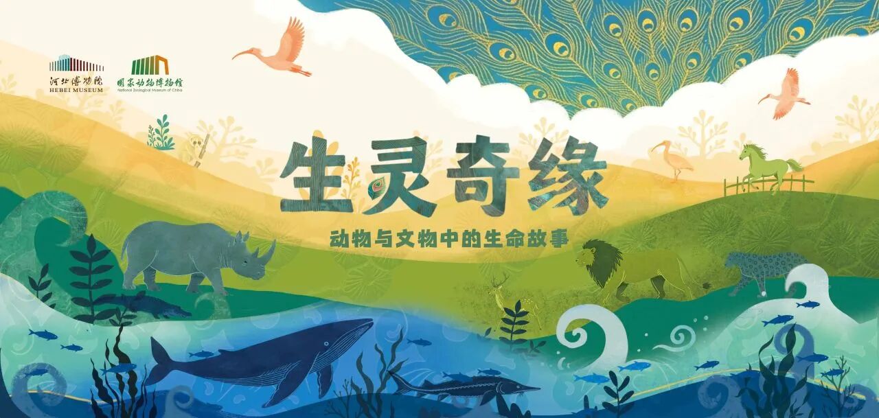 石家庄封面